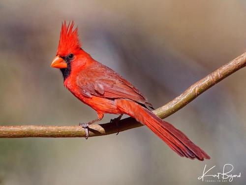 Northern Cardinal (Cardinalis cardinalis)