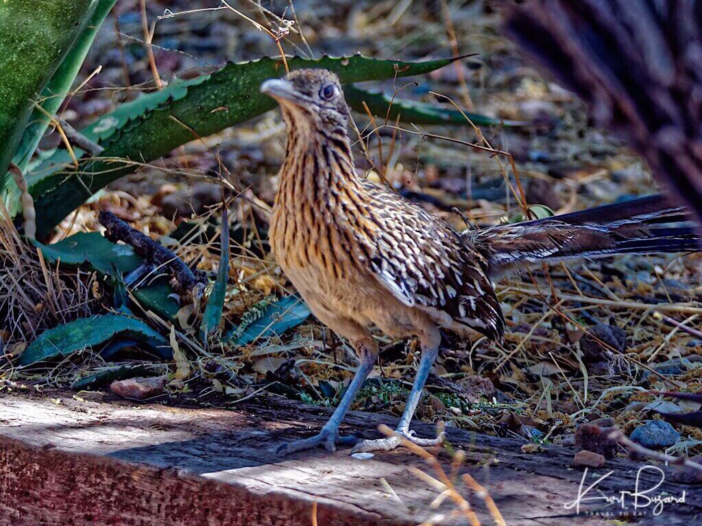 Greater Roadrunner (Geococcyx californianus)