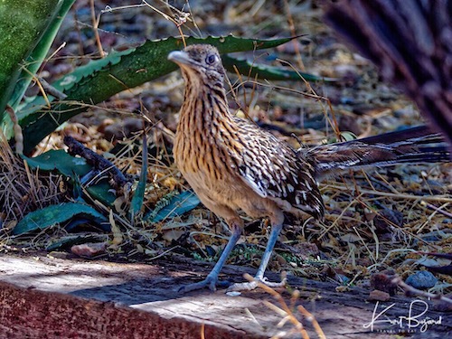 Greater Roadrunner (Geococcyx californianus)