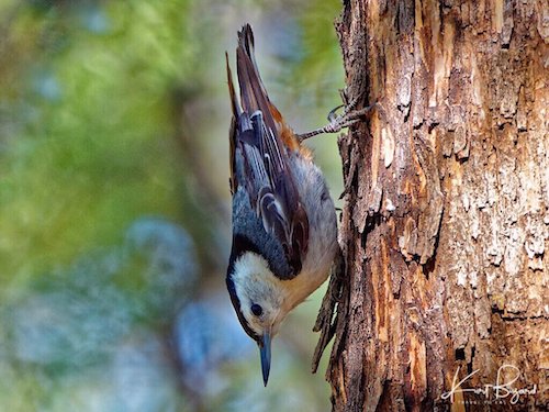 White-Breasted Nuthatch (Sitta carolinensis)