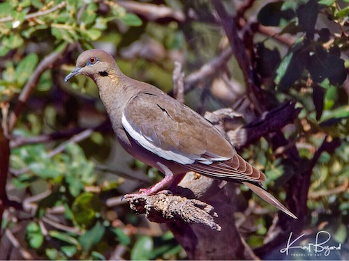 White-Winged Dove (Zenaida asiatica)