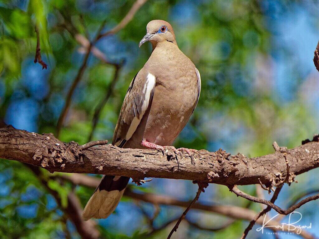 White-Winged Dove (Zenaida asiatica)