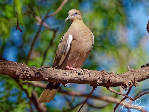 White-Winged Dove (Zenaida asiatica)