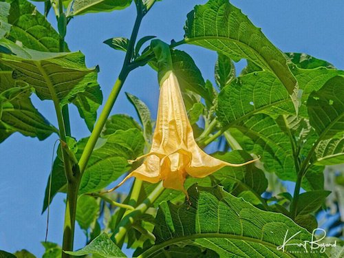 Angel’s Trumpet (Brugmansia suaveolens). Vakona Forest Lodge, Madagascar