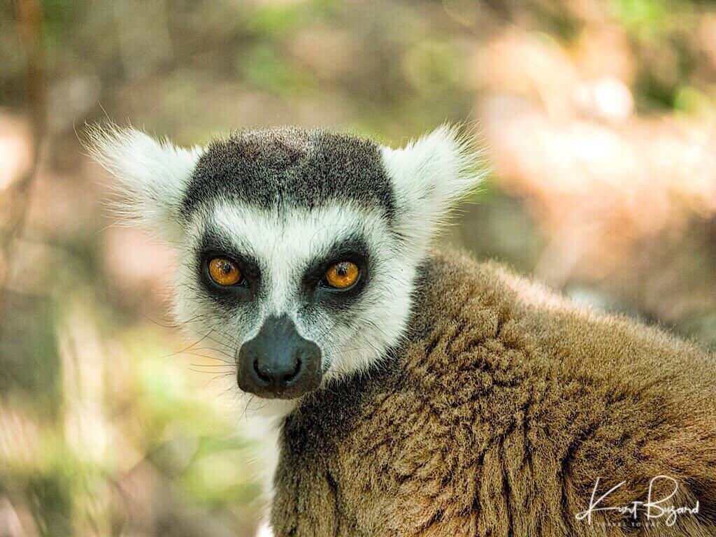 Lovely Lemurs In Madagascar Travel To Eat