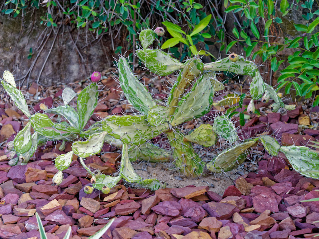 Joseph’s Coat Cactus (Opuntia Monacantha Variegata Monstruosa). Relais de la Reine Lodge, Madagascar