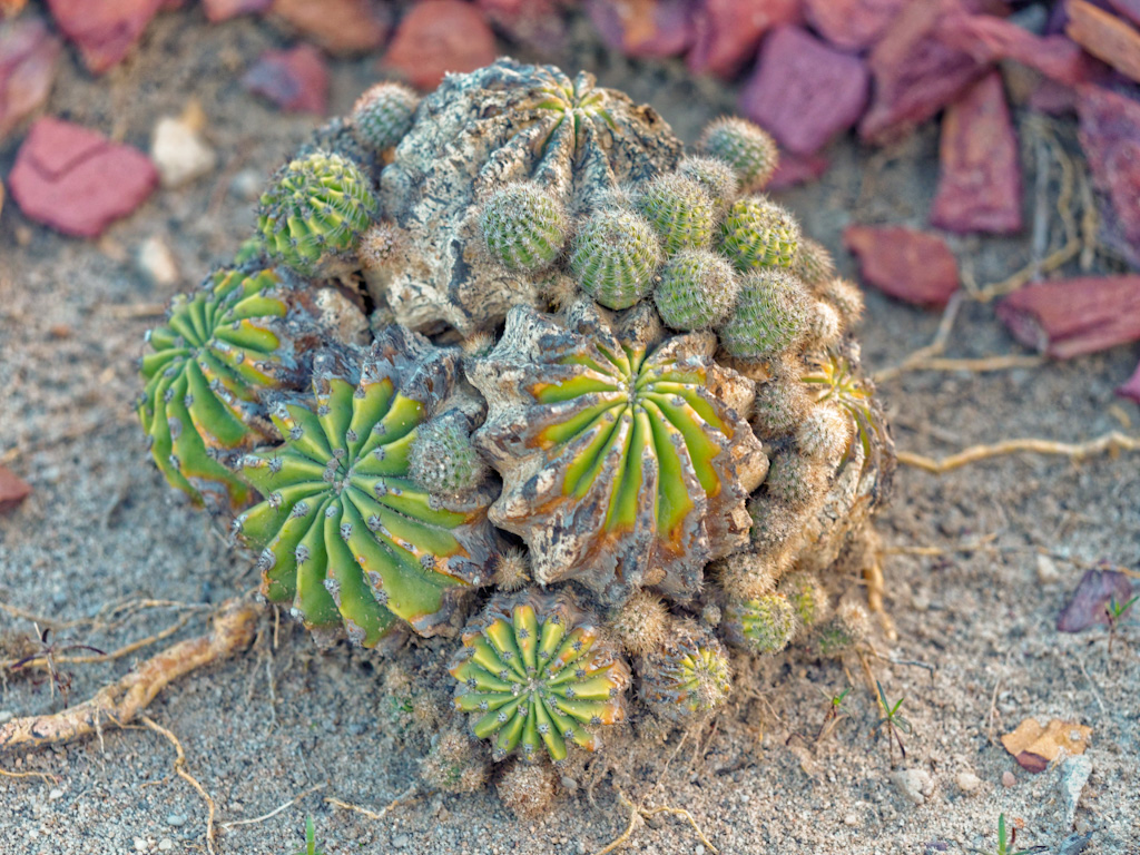 Hedgehog Cactus (Echinopsis subdenudata). Relais de la Reine Lodge, Madagascar