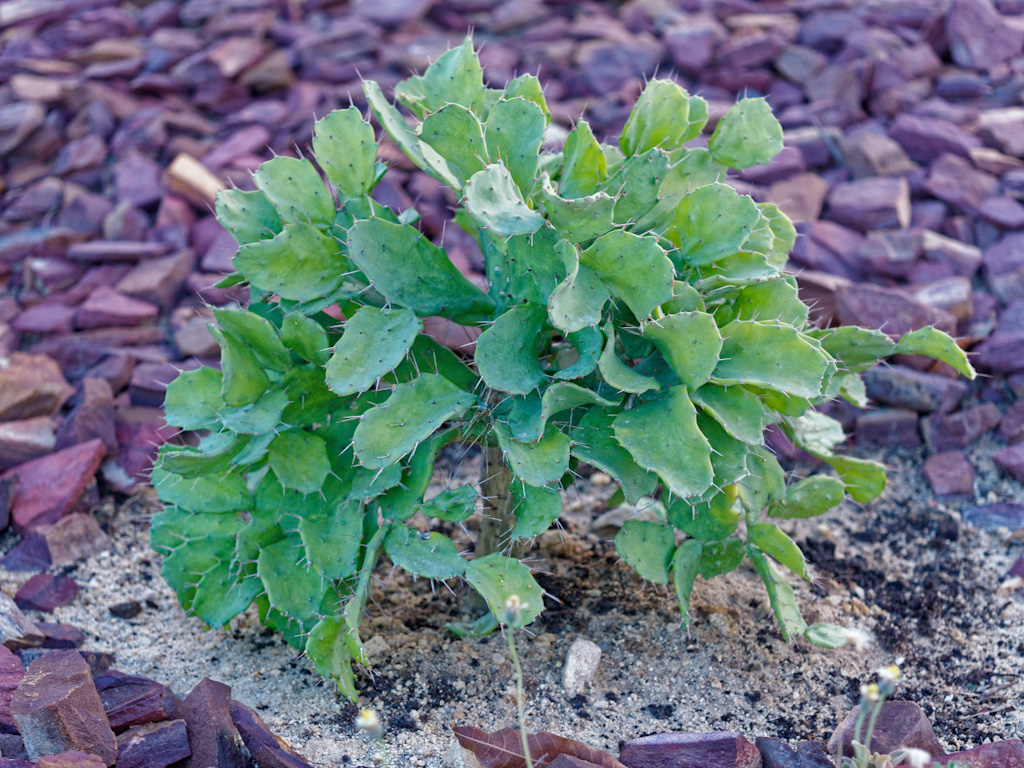 Brasiliopuntia brasiliensis. Relais de la Reine Lodge, Madagascar