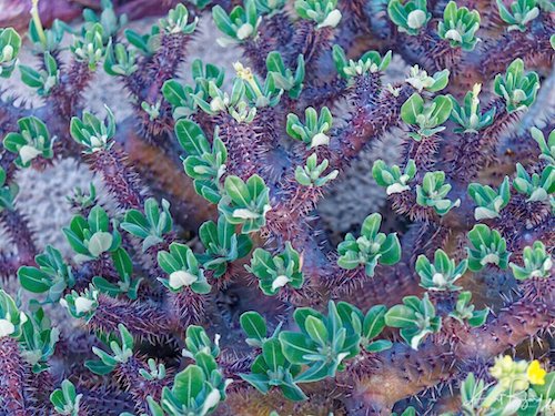 Octopus Plant (Didierea trollii). Relais de la Reine Lodge, Madagascar