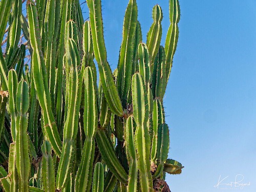 Succulent and Cactus Gardens of the Relais de la Reine in Madagascar ...