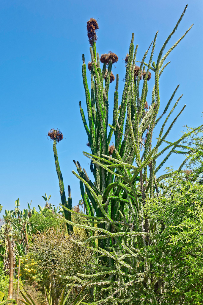 Alluaudia ascendens. Los Angeles Arboretum