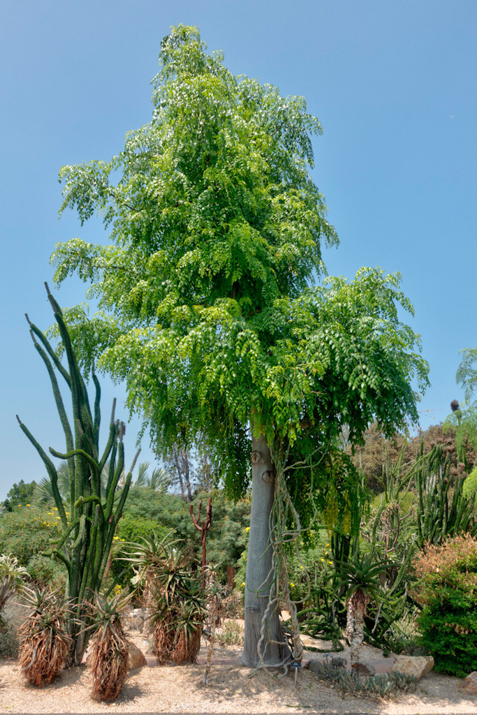 Hildebrandt's Moringa (Moringa hildebrandtii)