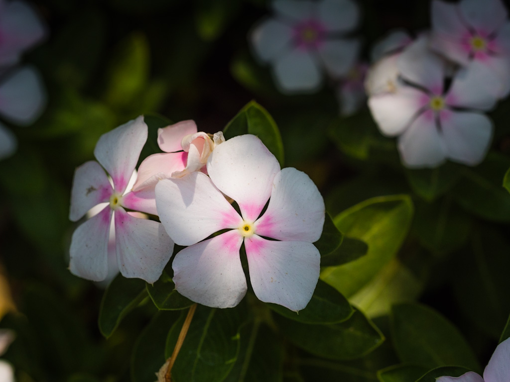 Madagascar Periwinkle (Catharanthus roseus). Los Angeles Arboretum