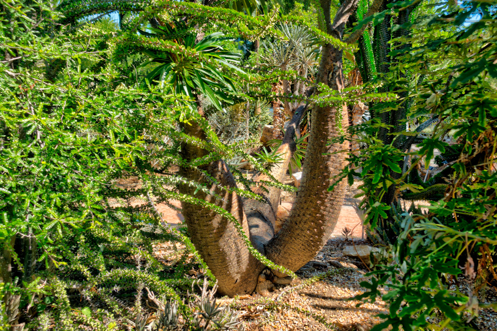 Pachypodium lamerei var ramosum. Los Angeles Arboretum