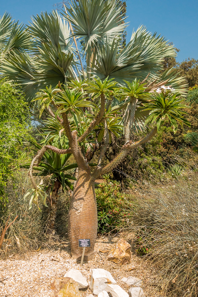 Club Foot (Pachypodium lamerei). Los Angeles Arboretum