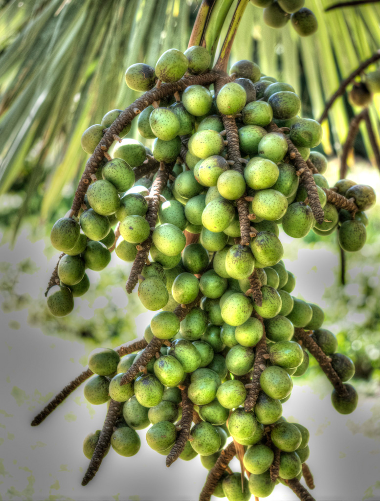 Bismarkia nobilis with Fruit. Los Angeles Arboretum