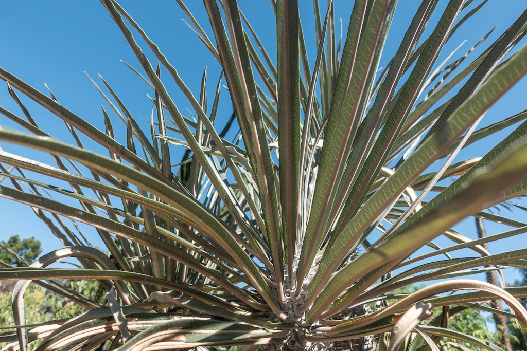 Pachypodium geayi Pink Ribbed Leaves. Los Angeles Arboretum