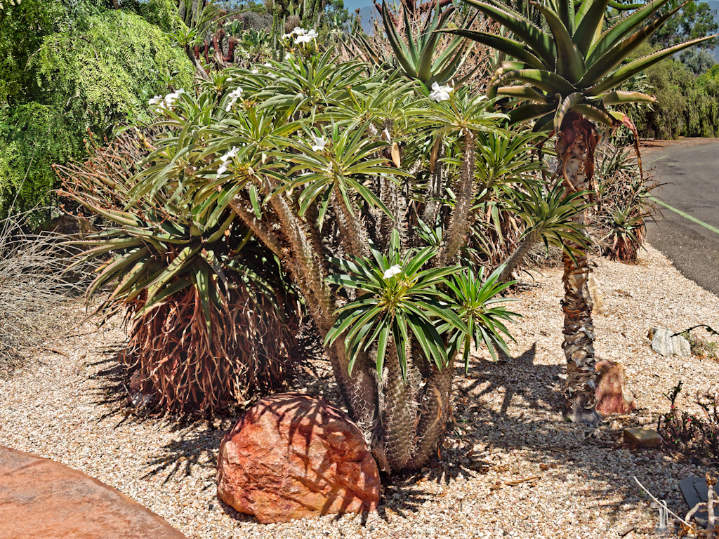 Club Foot (Pachypodium lamerei). Los Angeles Arboretum