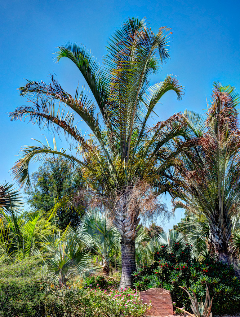 Triangle Palm (Dypsis decaryi). Los Angeles Arboretum