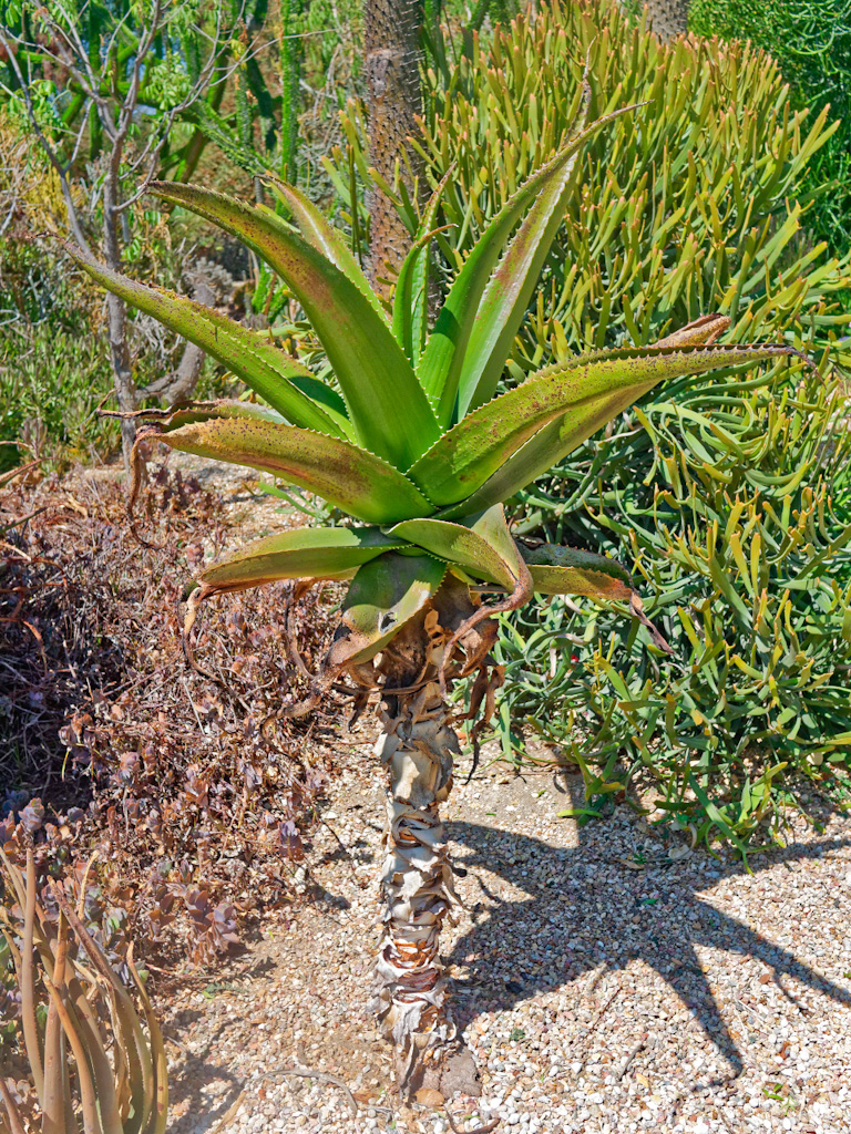 Madagascar Tree Aloe (Aloe vaombe). Los Angeles Arboretum