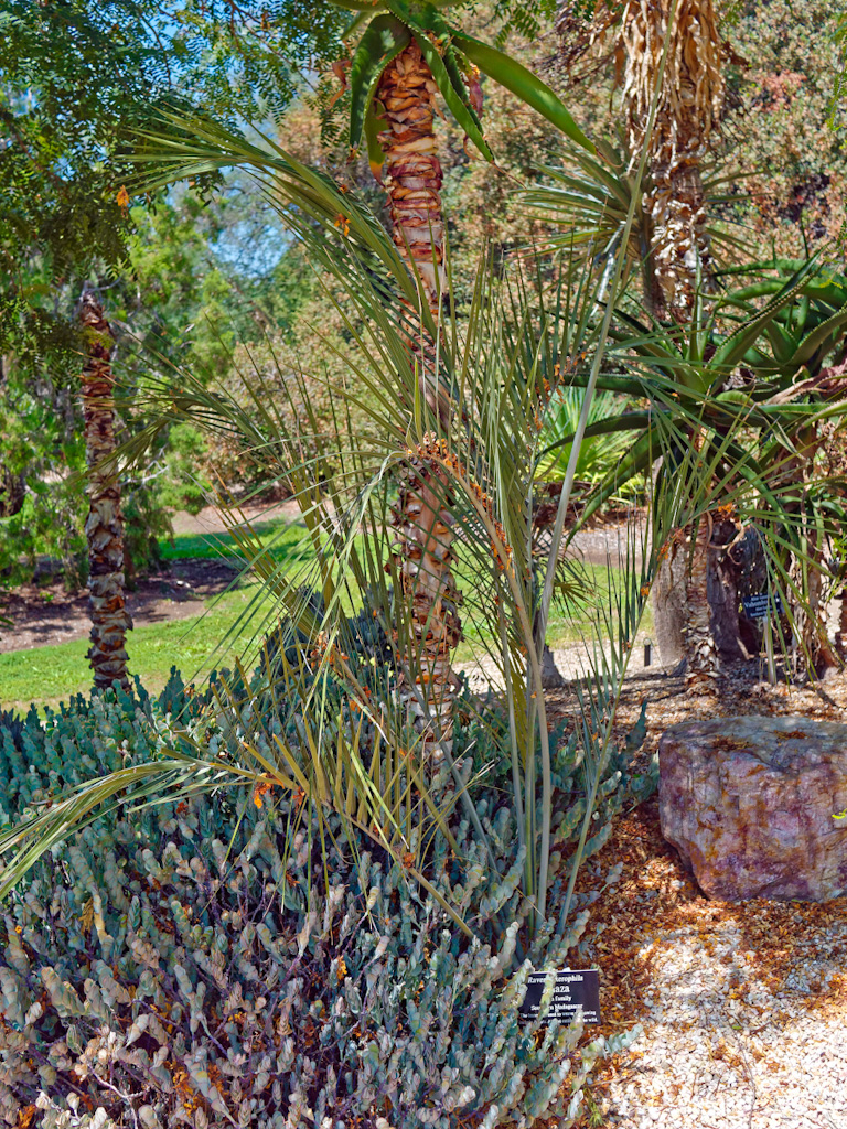 Ravenea xerophila. Los Angeles Arboretum