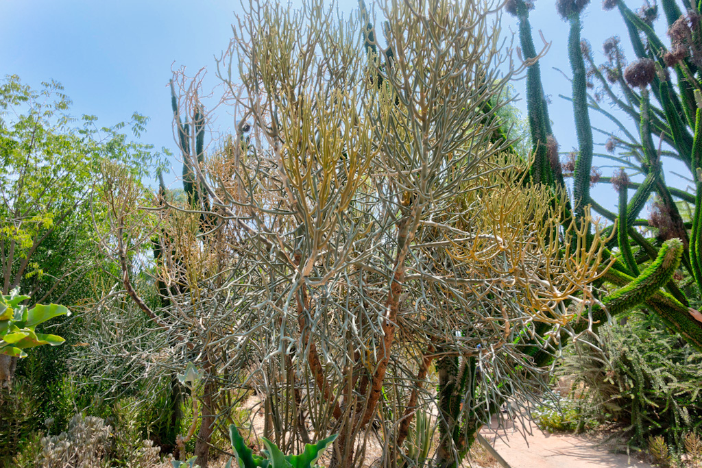 Euphorbia kamponii. Los Angeles Arboretum