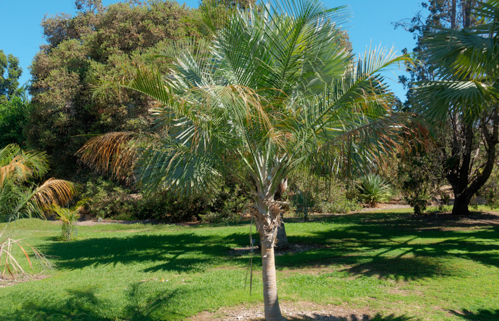 Ravena glauca. Los Angeles Arboretum