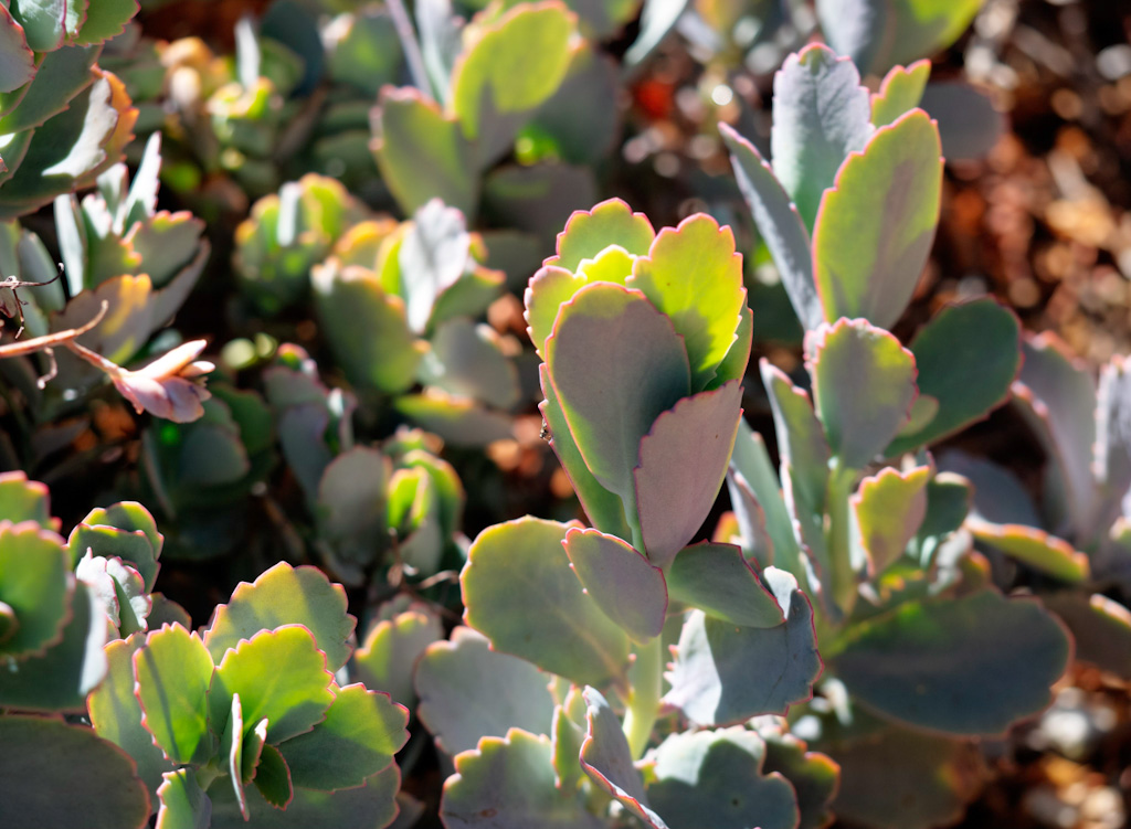 Lavender Scallops (Kalanchoe fedtschenkoi). Los Angeles Arboretum