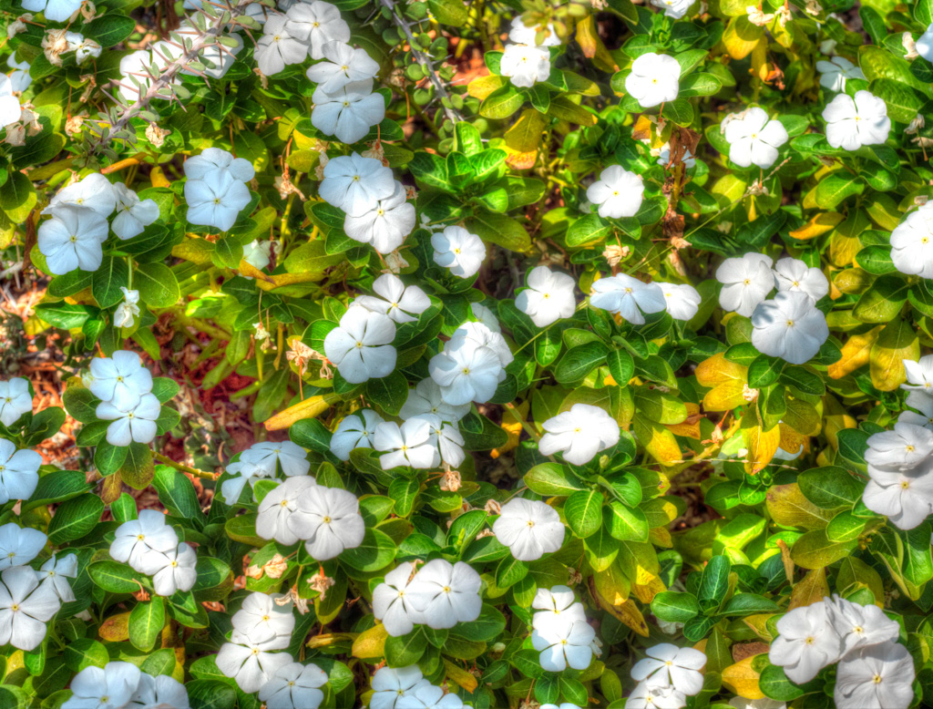 Madagascar Periwinkle (Catharanthus roseus). Los Angeles Arboretum