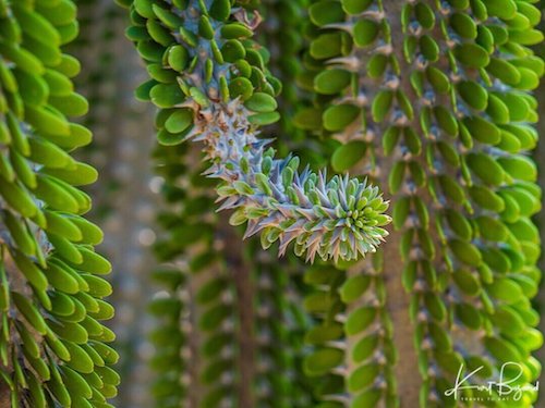 Alluaudia ascendens. Los Angeles Arboretum