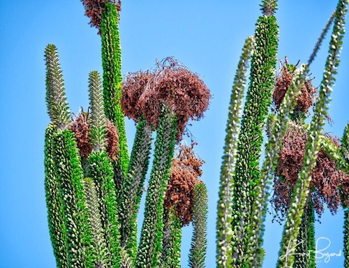 Alluaudia ascendens. Los Angeles Arboretum