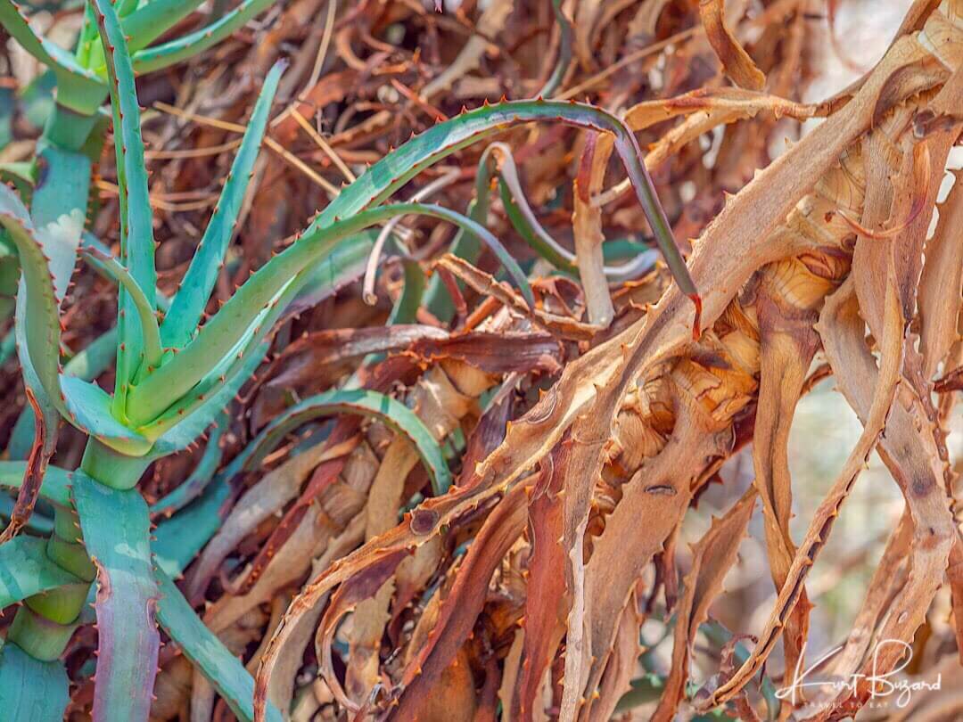 Dwarf Blue Aloe (Aloe acutissima var antanimorensis). Los Angeles Arboretum