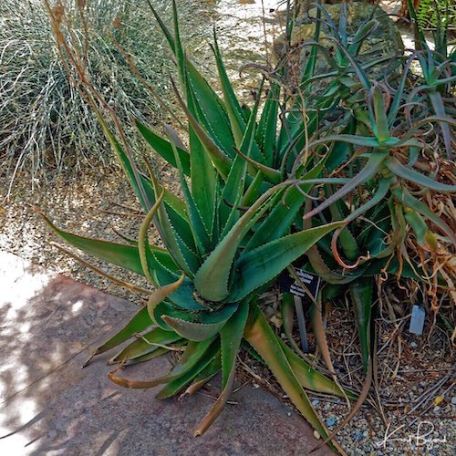 Aloe bulbilifera var paulianae