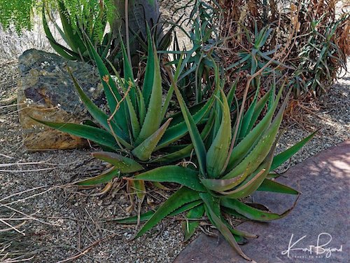 Aloe bulbilifera var paulianae