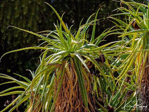 Aloe helenae