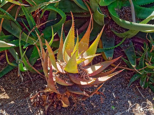 Aloe ibitiensis