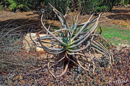 Suzanne’s Aloe (Aloe suzannae)