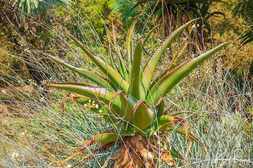 Madagascar Tree Aloe (Aloe vaombe)