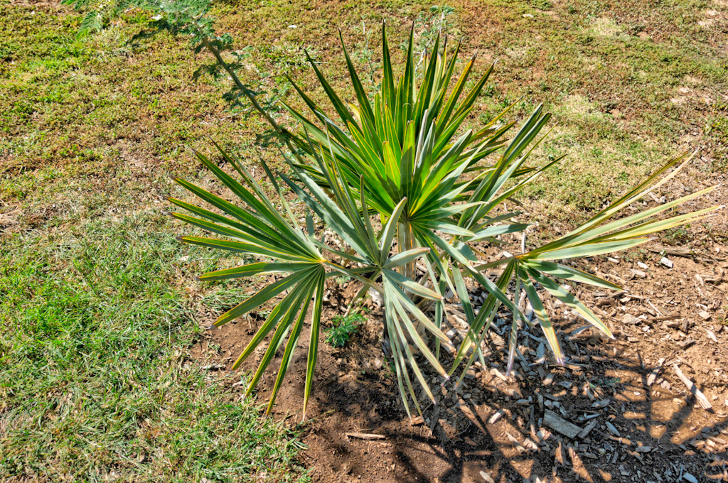 Lala palm (Hyphaene coriacea). Los Angeles Arboretum