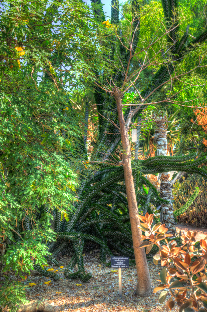 Fony Madagascar Baobab (Adansonia rubrostipa). Los Angeles Arboretum