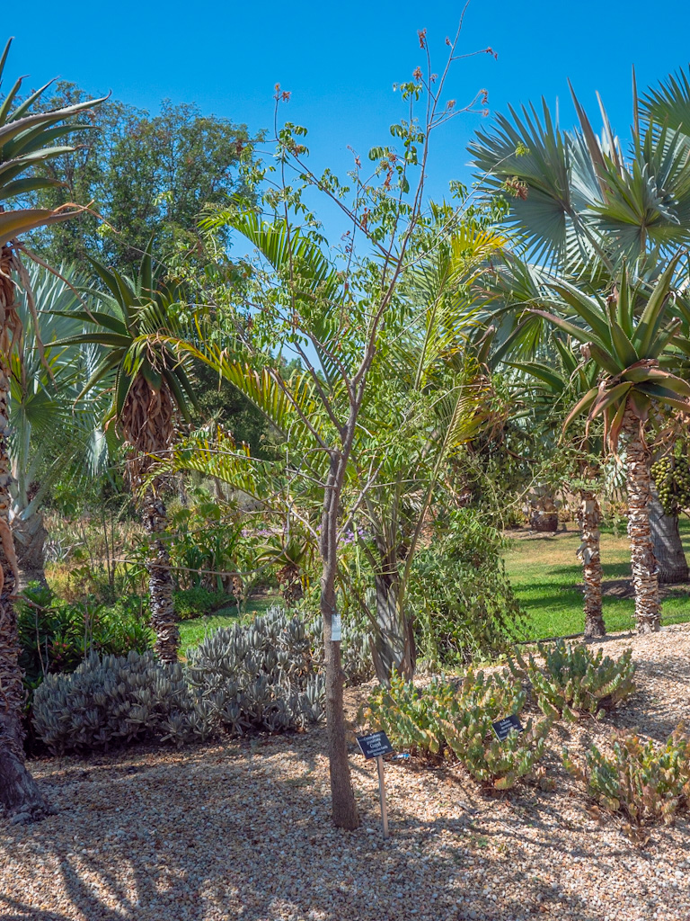 Gugal (Commiphora grandiflora). Los Angeles Arboretum