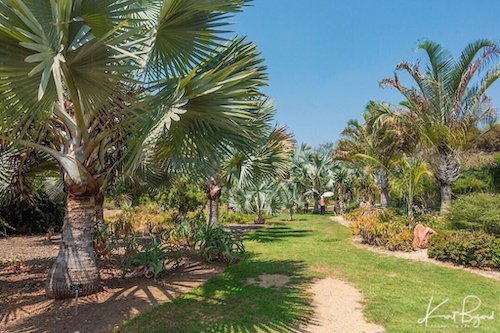 Bismark and Triangle Palms