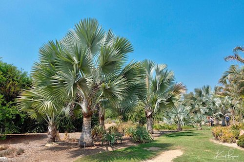 Bismark Palms (Bismarckia nobilis)