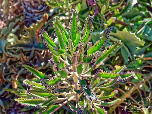 Mother of Thousands (Bryophyllum daigremontianum)