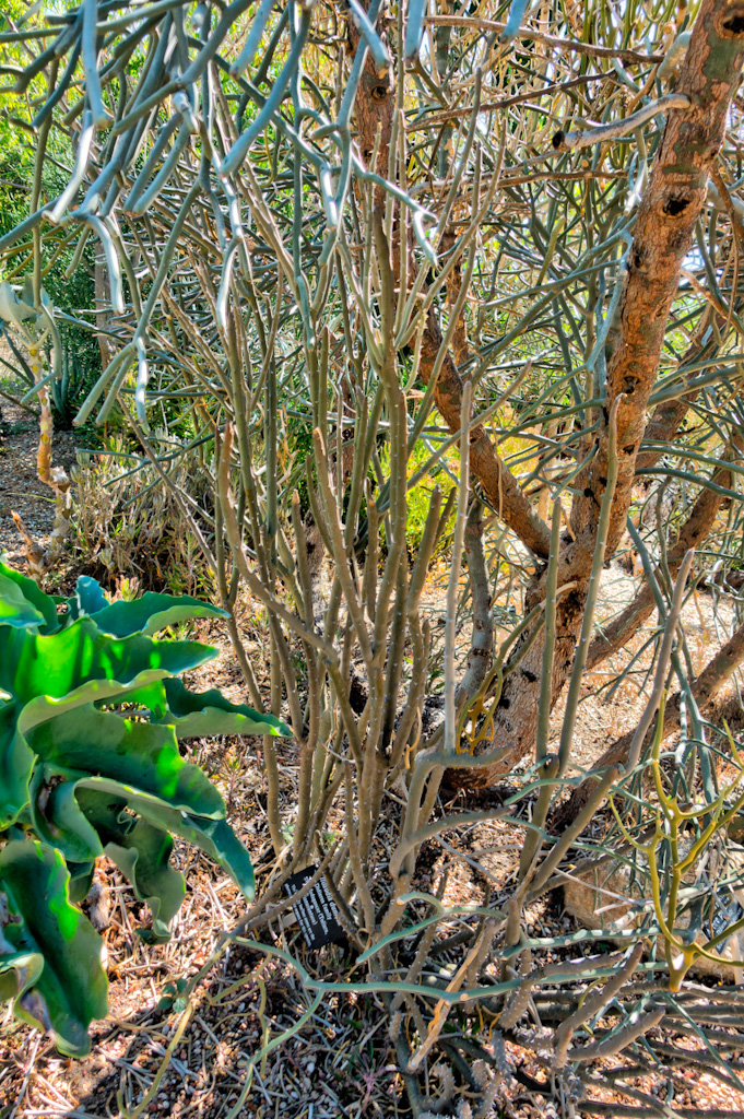 Alluaudia dumosa. Los Angeles Arboretum