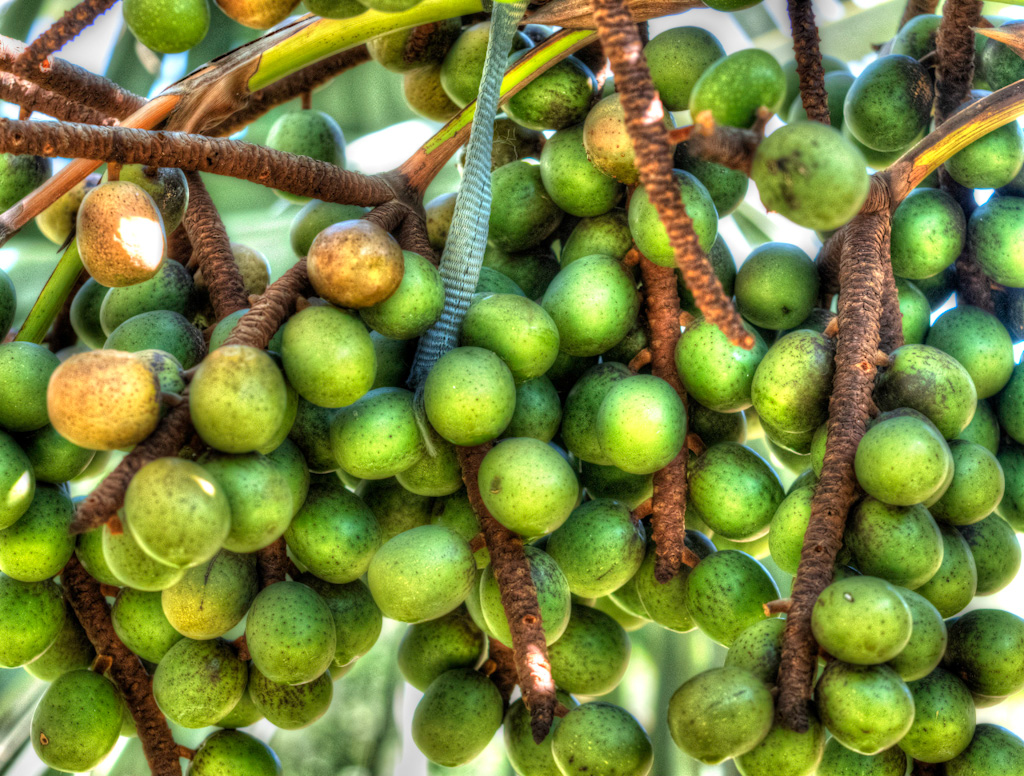 Bismarkia nobilis with Fruit. Los Angeles Arboretum