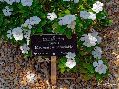 Madagascar Periwinkle (Catharanthus roseus). Los Angeles Arboretum