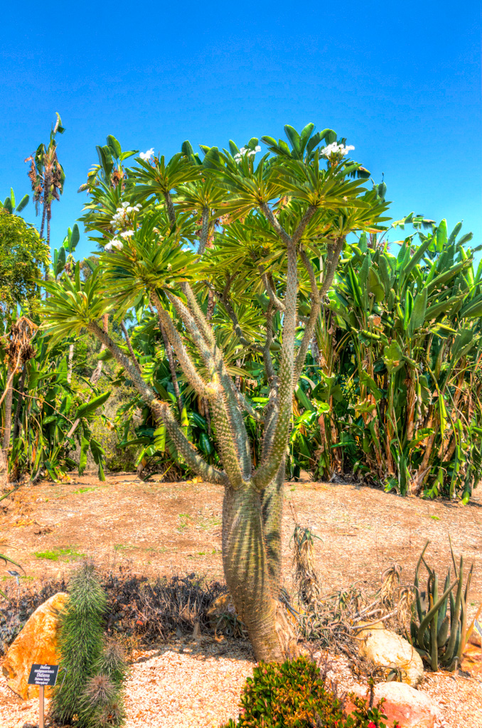 Club Foot (Pachypodium lamerei). Los Angeles Arboretum