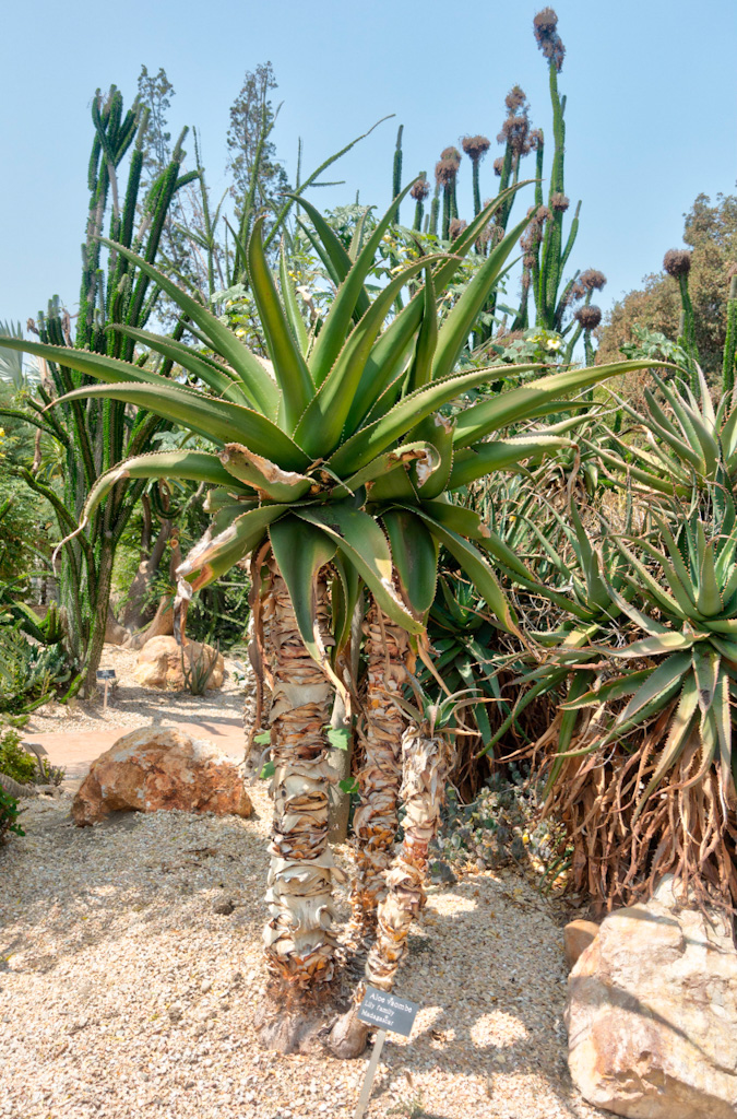 Madagascar Tree Aloe (Aloe vaombe). Los Angeles Arboretum