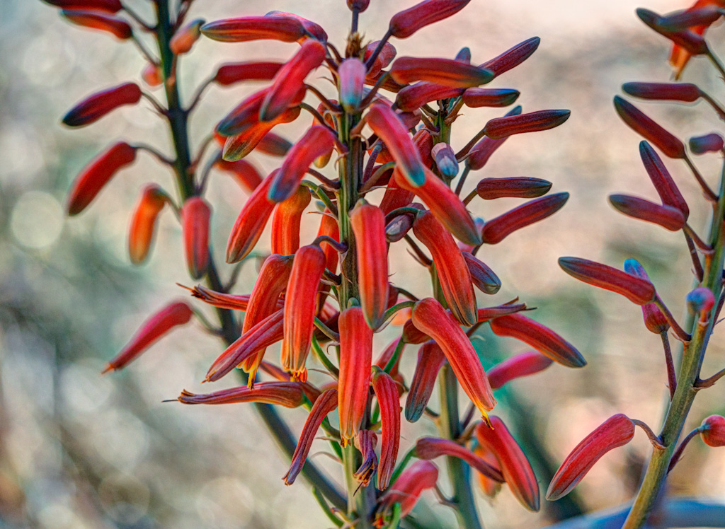 Aloe bulbilifera var paulianae Flowers. Los Angeles Arboretum